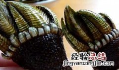 佛手螺和鹅颈藤壶的区别 佛手螺是鹅颈藤壶吗