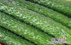 黄瓜敷脸祛斑吗? 黄瓜敷脸可以祛斑吗