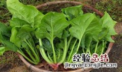 菠菜制作技巧图片 菠菜制作技巧