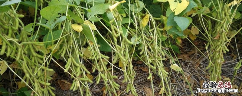 农作物算植物吗 作物是植物吗