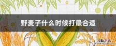 野麦子什么时候打最合适 什么时间打野麦子最好
