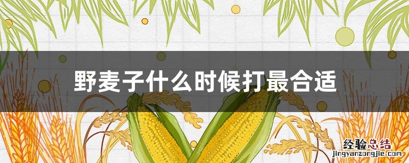 野麦子什么时候打最合适 什么时间打野麦子最好