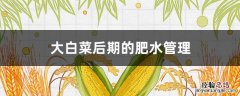 大白菜后期的肥水管理方法 大白菜后期的肥水管理