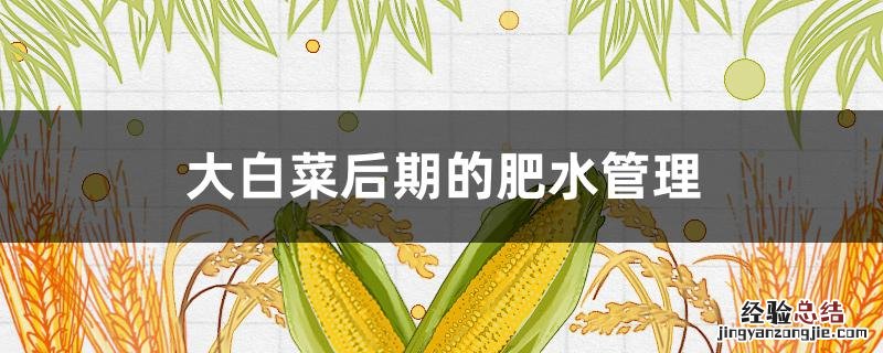 大白菜后期的肥水管理方法 大白菜后期的肥水管理
