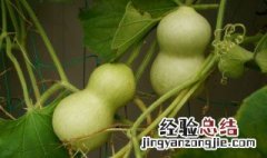葫芦发黑怎么处理 葫芦变黑是怎么回事