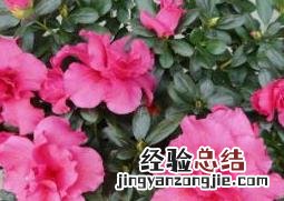如何养好比利时杜鹃 如何养好比利时杜鹃树