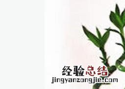 转运竹的养殖方法水培 转运竹的养殖方法