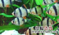 虎皮鱼的养殖方法和注意事项大全 虎皮鱼的养法