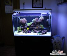 家里养什么鱼好 家里养什么鱼好养活,不容易死?