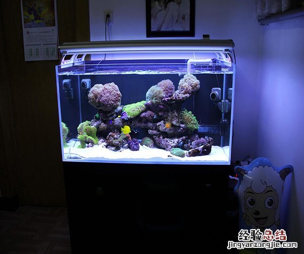 家里养什么鱼好 家里养什么鱼好养活,不容易死?