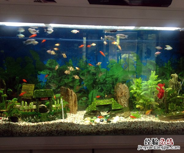 家里养什么鱼好 家里养什么鱼好养活,不容易死?
