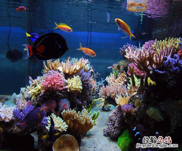 家里养什么鱼好 家里养什么鱼好养活,不容易死?