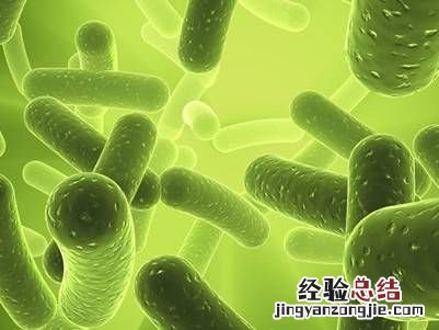 螺旋藻的功效与作用有 螺旋藻的功效与作用有哪些