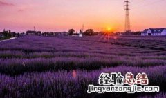 薰衣草如何播种 薰衣草的播种方法