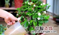 丁香花扦插时间 丁香花扦插时间多长