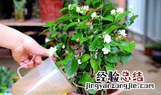 丁香花扦插时间 丁香花扦插时间多长