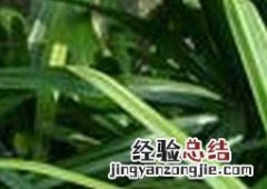 凤尾竹叶子发黄的原因及解决办法是什么 凤尾竹叶子发黄的原因及解决办法