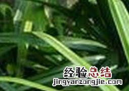 凤尾竹叶子发黄的原因及解决办法是什么 凤尾竹叶子发黄的原因及解决办法