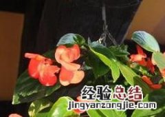 如何养好海棠花? 如何养好海棠花