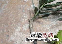 罗汉松的繁殖方法有哪些 罗汉松的繁殖方法