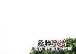 罗汉松的繁殖方法有哪些 罗汉松的繁殖方法