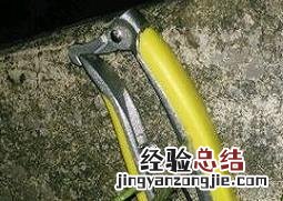 罗汉松的繁殖方法有哪些 罗汉松的繁殖方法