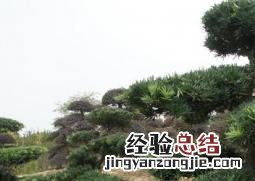 罗汉松的繁殖方法有哪些 罗汉松的繁殖方法