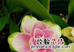 姜荷花盆栽种植方法 盆栽姜荷花怎么养