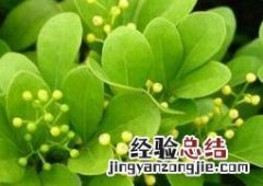 米兰花如何养殖视频 米兰花如何养殖
