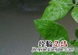 哪些植物属于喜阴植物 常见的喜阴植物有哪些