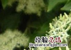 夜来香花怎么繁殖 夜来香如何繁殖