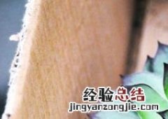 景天科观音莲有毒吗 天南星科观音莲有毒吗