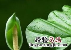 滴水观音烂根的处理方法 滴水观音烂根的处理方法图片