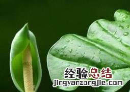 滴水观音烂根的处理方法 滴水观音烂根的处理方法图片