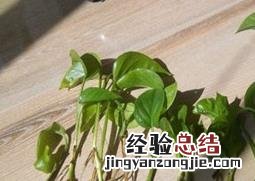 绿萝烂根的原因 绿萝烂根的原因及处理方法