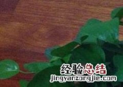 绿萝烂根的原因 绿萝烂根的原因及处理方法