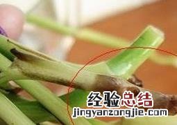 绿萝烂根的原因 绿萝烂根的原因及处理方法