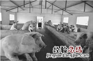 豆浆喂猪“豆浆猪”--李连科