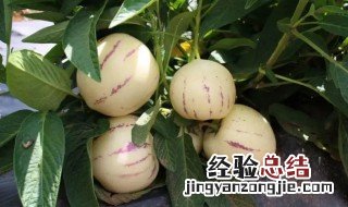 人参果白色和黄色有什么区别 人参果黄色和白色的区别