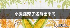 小麦播浅了怎么办 小麦播深了还能出来吗
