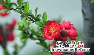 长寿冠海棠一年开几次 长寿冠海棠 花期