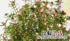 松红梅好养吗 松红梅好养吗耐不耐寒
