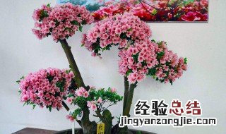 盆栽杜鹃花怎么修剪 盆栽杜鹃花怎么修剪视频