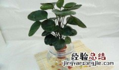 金钱兜好养吗 金钱兜好养活吗