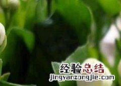 茉莉花怎么繁殖扦插 茉莉花怎么繁殖扦插方法