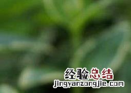 花叶蔓长春如何扦插 花叶蔓长春扦插视频