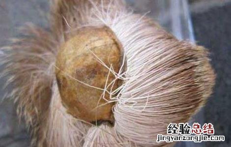 甄嬛传麝香会导致不孕吗 麝香会导致不孕吗