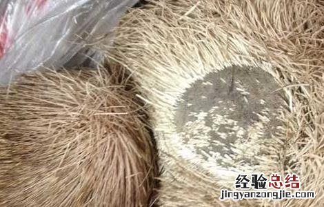 甄嬛传麝香会导致不孕吗 麝香会导致不孕吗