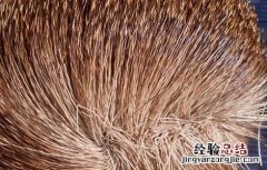 甄嬛传麝香会导致不孕吗 麝香会导致不孕吗