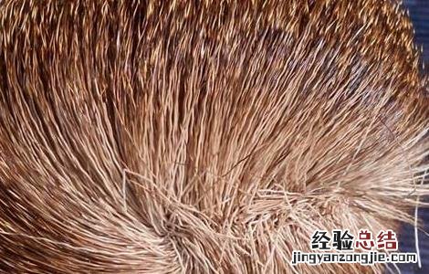 甄嬛传麝香会导致不孕吗 麝香会导致不孕吗